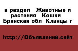  в раздел : Животные и растения » Кошки . Брянская обл.,Клинцы г.